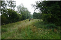 Bridleway towards Brow Lane, Balkholme