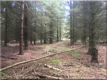 NT5370 : Spruce, Playmuir Wood by Richard Webb