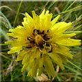 Hawkbit/Hawkweed flower with beetles