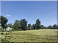 Crops next to French Farm