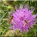 SK6647 : Hoverflies on thistle by Alan Murray-Rust