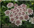 Hogweed with pink Flowers