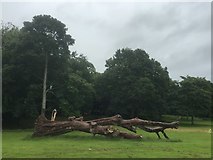 NT2770 : Fallen tree, Inch Park by Richard Webb