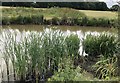 Ponds near Blacklands Farm