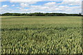 Galsey Wood over the wheat field