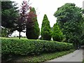 Woodford Lane Trees