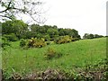 Hillside field at Shotley Grove