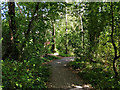 Footpath from old railway to Maidenbower Drive