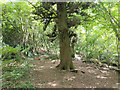 Tree in Frogshole Gill