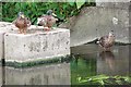 TL4918 : Ducks on A Weir by Glyn Baker