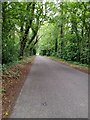 Tree lined road near Moreton, Dorset