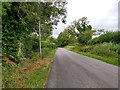 Country Road near Bere Regis, Dorset