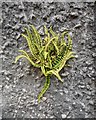 Maidenhair spleenwort (Asplenium trichomanes )