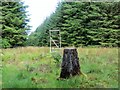 NR6729 : Triangulation pillar in the forest by John Ferguson