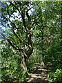 Twisted oak in Scotland Wood