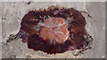 J5483 : Lion's Mane jellyfish, Groomsport by Rossographer