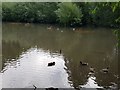 Ducks at Bishops Pool, Droitwich Lido Park