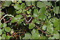 TM3754 : White Admiral butterfly on brambles, Tunstall Forest by Christopher Hilton