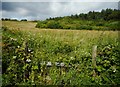 Hedge, grass and woodland