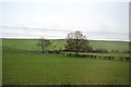 SJ8936 : Field and hedge by N Chadwick