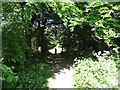 Old path through the trees