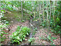 Stream flowing from Luke Well in Rons Cliff Wood, Cawthorne