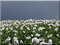 Opium Poppies after a downpour