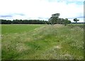 Field and plantation near Shielhill