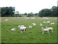 NZ0287 : Sheep in field near Holyburn Plantation by Oliver Dixon