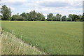 View across a field of flax