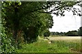 Bradfield St. Clare: Cereal crop with wide public footpath