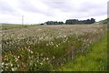 Wetland and meadowsweet, Redcraigs