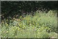 A verge full of wild flowers