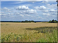 Wheat field north of Barrow