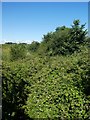 The overgrown stream north of Coach Bridge on B3174