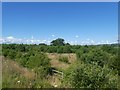 Scrub north of Clyst Honiton