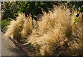 Ornamental grass, First Drive, Teignmouth