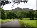 Trees in Donard Park