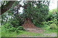 Redwood tree west of Llwmus Bridge