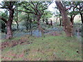 Llwybr ger Coed Gors-y-garanod / Path near Gors-y-garanod Wood