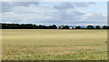 Barley field on north side of Highfields Lane