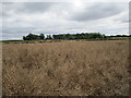 Oilseed rape and Wood Lodge Farm