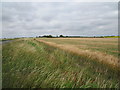 TL0870 : Barley field near Tilbrook by Jonathan Thacker