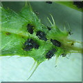 NT2469 : Black bean aphids - Aphis fabae by M J Richardson