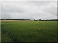 Over  Barley  toward  Woodhouse  Farm