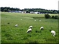 Field with sheep below West Park Farm