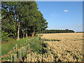 Arable field margin, seen from Essex Way, Willingale