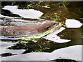 SD4214 : Otter Swimming at Martin Mere Wetlands Centre by David Dixon
