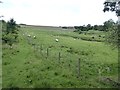 Field and fence near Old White Lea Cottage