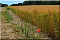 Lone poppy beside golden field